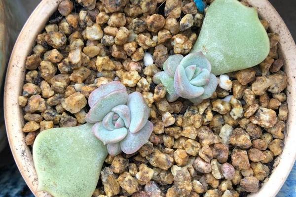 露娜莲怎么繁殖，可叶插、分株、砍头和播种繁殖