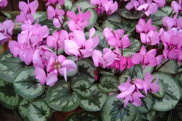 仙客来球茎繁殖要点，在春季花期结束后进行