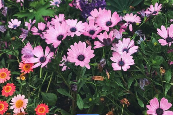 南非万寿菊的花后管理办法，要及时修剪蔫软的花枝