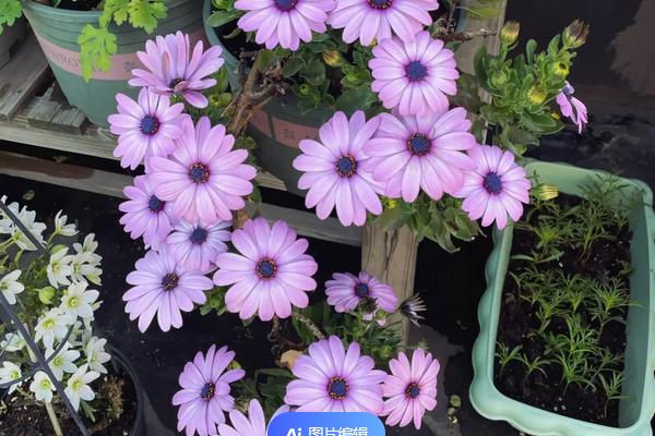 南非万寿菊的花后管理办法，要及时修剪蔫软的花枝