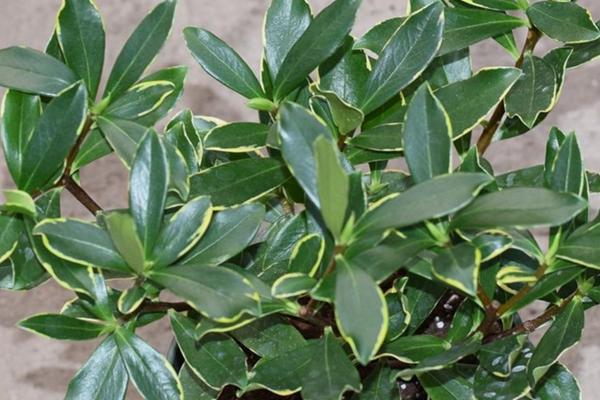 瑞香叶子有点卷的原因，可能是空气湿度不够或晒伤等
