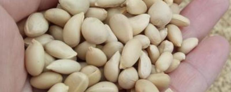 沃柑种子可以种吗，沃柑的种子可以种