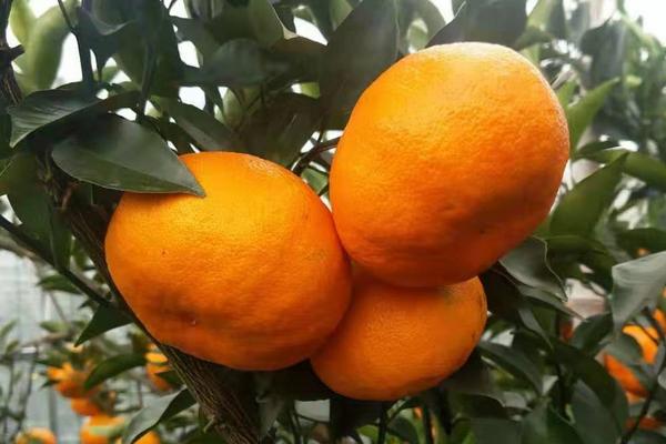 沃柑种子可以种吗，沃柑的种子可以种