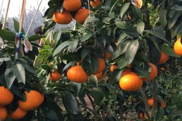 沃柑种子可以种吗，沃柑的种子可以种