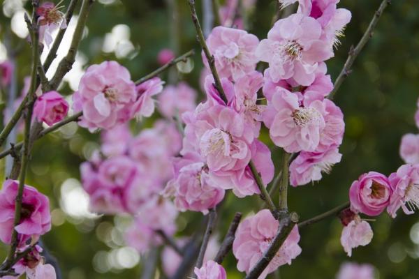梅花几月开，不同地区的开花时间不同