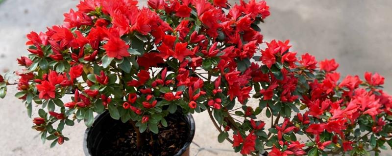 杜鹃花长什么样，下叶面淡白色且花冠颜色为红色