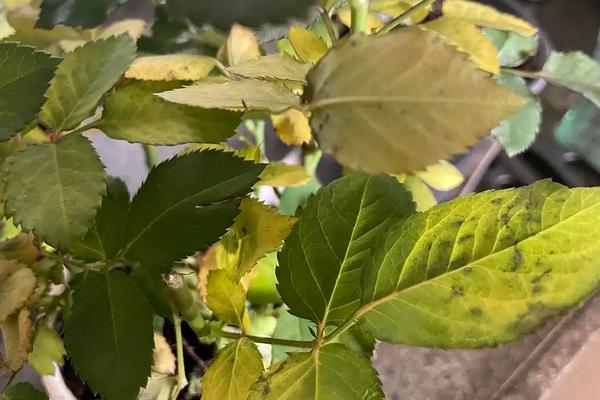 花叶子发黄的原因，光照过强、浇水或施肥过多均会导致