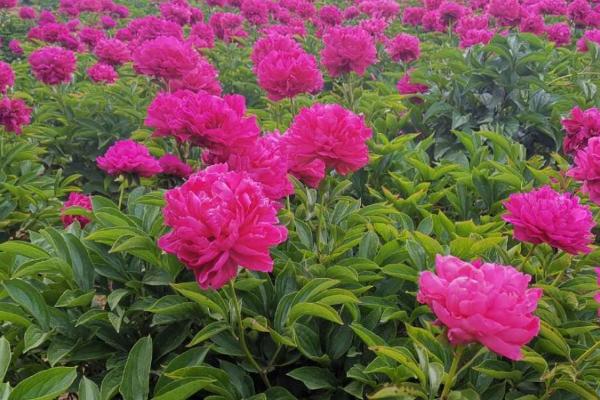 芍药花的养殖方法，选择微酸性的有机质土壤为佳