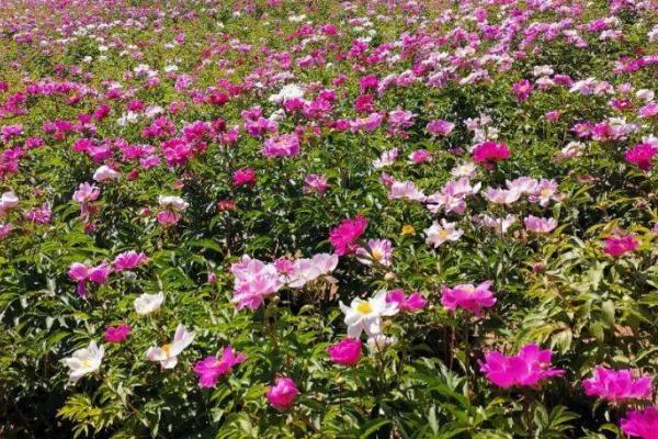 芍药花的养殖方法，选择微酸性的有机质土壤为佳