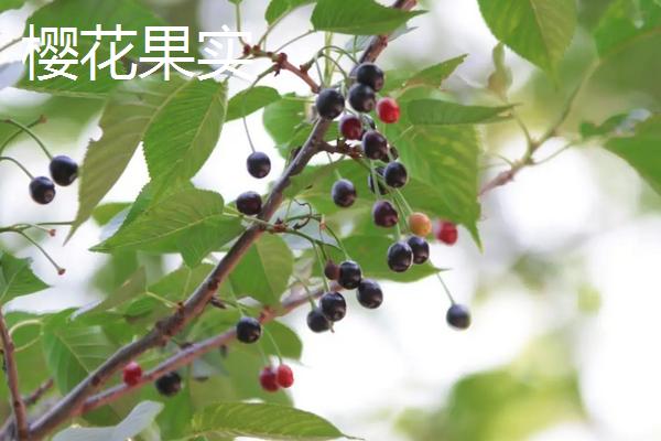 樱花海棠桃花的区别，花序、花型和花期均不同