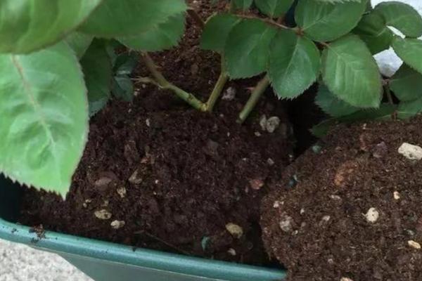 花盆里的土发白如何处理，可及时更换新土