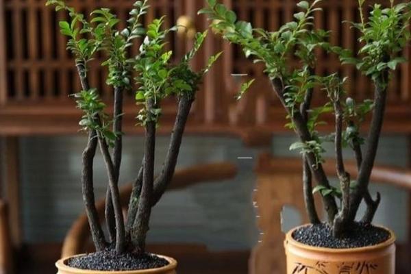 小叶紫檀有灵性吗，木性十分稳定且没有灵性