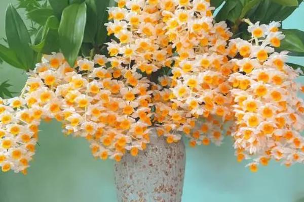 球花石斛的养殖方法，生长期可每天浇一次水