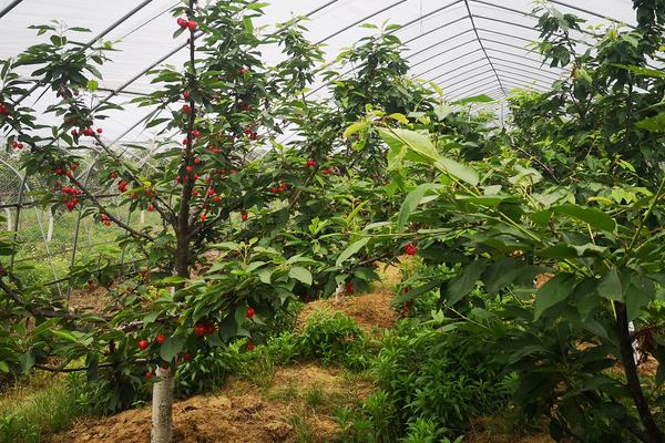 车厘子树苗和樱桃树苗的区别，车厘子和樱桃为同一物种