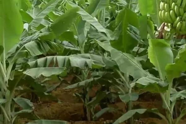 种香蕉要不要割除老叶，需要割除老叶、以减少营养消耗