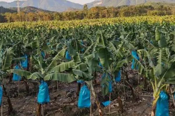 种香蕉要不要割除老叶，需要割除老叶、以减少营养消耗