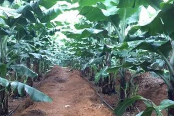 种香蕉要不要割除老叶，需要割除老叶、以减少营养消耗