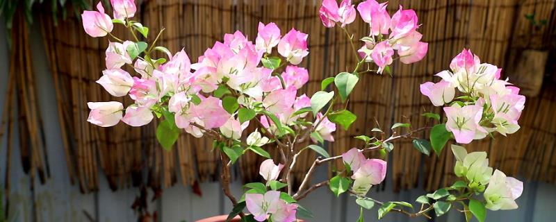 三角梅开花期间能施肥吗，能施肥但不能过量