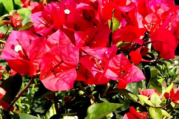 三角梅开花期间能施肥吗，能施肥但不能过量