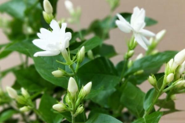 茉莉花施什么肥开花多，可施有机肥、磷钾肥等