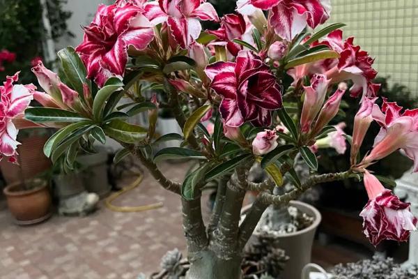 沙漠玫瑰叶子发蔫怎么办，可更换花土或增加温度等