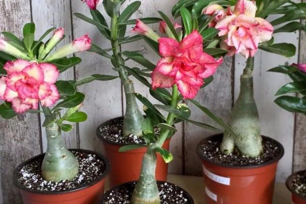 沙漠玫瑰叶子发蔫怎么办，可更换花土或增加温度等