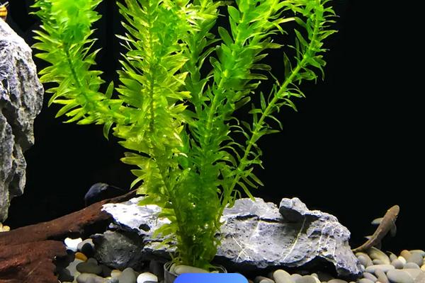 藻类植物的繁殖方式，可营养体生殖、有性生殖和无性生殖