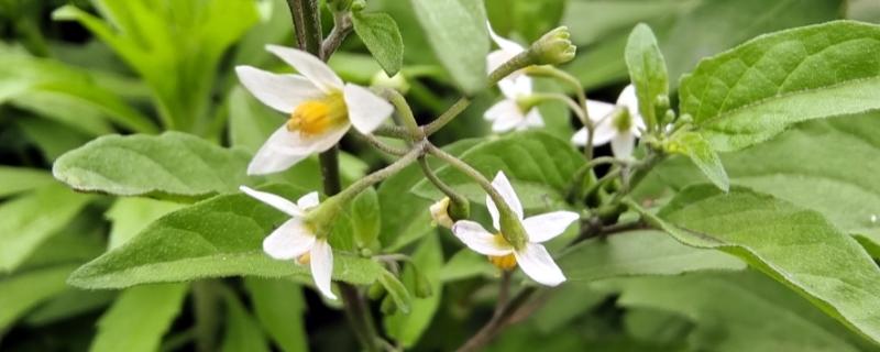 什么花在上午6点开放，龙葵花在早上6点左右开放