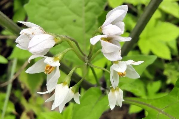 什么花在上午6点开放，龙葵花在早上6点左右开放