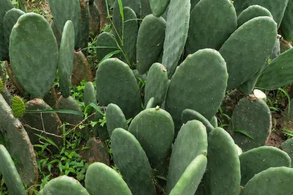 仙人掌的养殖方法，养殖时要摆放在阳光下