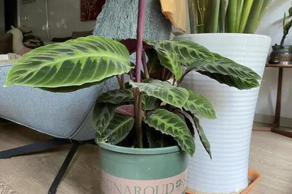 紫背竹芋的养殖方法，需提供全天候的自然光照