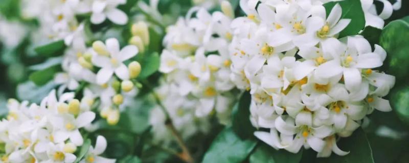 九里香花有毒吗,虽然无毒但香味浓郁不适合室内养殖