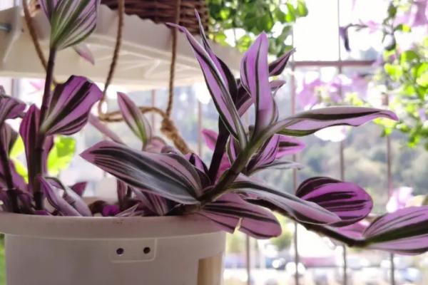 油画吊兰夏天怎么养，适宜的生长温度是15℃-25℃