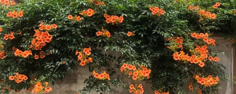 院子里种凌霄花吉利吗,应注意种在院落中非正中央的位置
