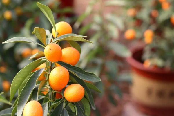 四季桔的养殖方法，温暖的环境更适合其生长