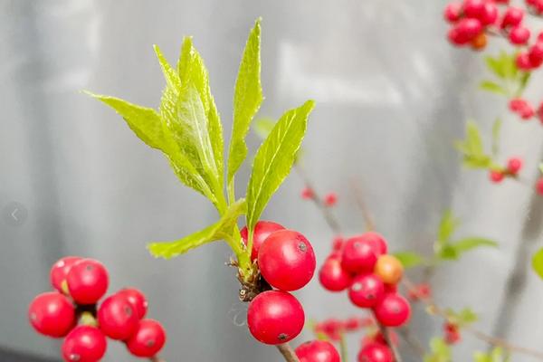 冬青发芽后怎么养殖，需及时为其补充水分、光照和养分