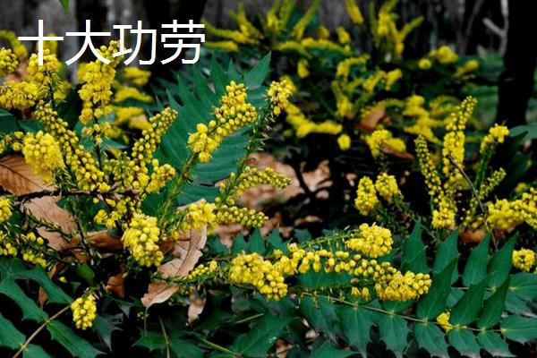 十大功劳与黄连的区别，品种、叶片、花果期均不同
