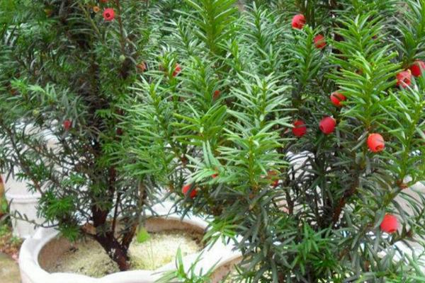 盆栽红豆杉的养殖方法，可以根据季节决定浇水次数