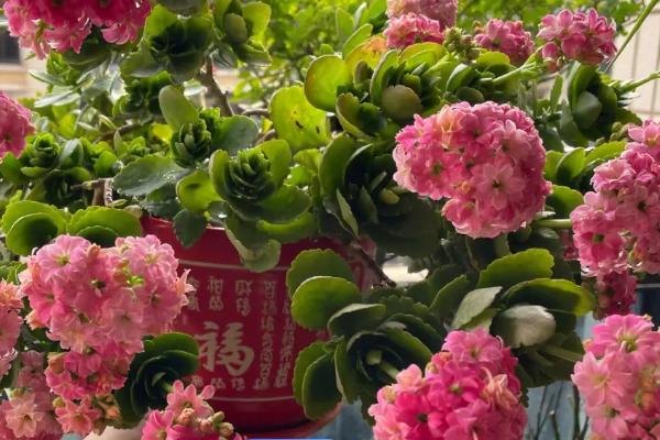 可插栽的植物有哪些，常见的有长寿花、虎皮兰、三角梅和绿萝等