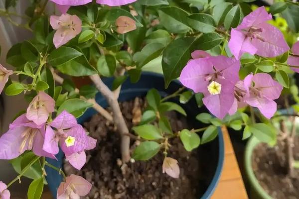 三角梅冬天几天浇一次水，每隔7-14天给植株浇水一次