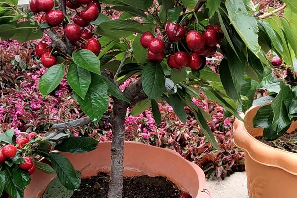 看樱桃盆景怎么养殖，春秋两季3-5天浇水一次