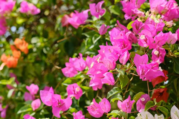 三角梅和叶子花的区别，二者没有区别是同一物种