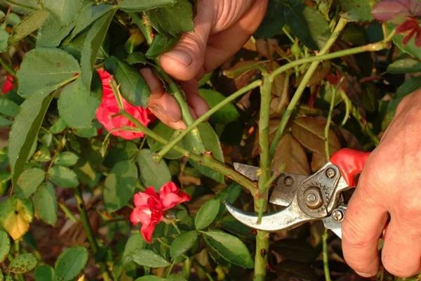 月季花秋天怎么修剪，修剪后需放在通风阴凉的环境中养护