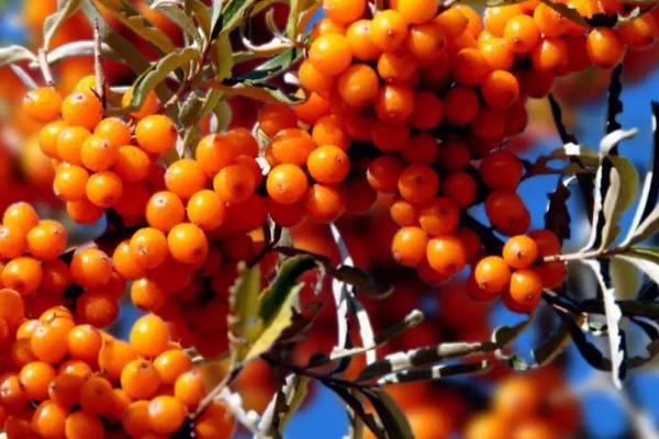 哪些植物适合在盐碱地种植，白蜡树、沙棘、枸杞、胡杨树等植物是适宜选择
