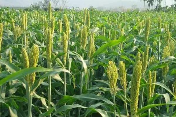 哪些植物适合在盐碱地种植，白蜡树、沙棘、枸杞、胡杨树等植物是适宜选择