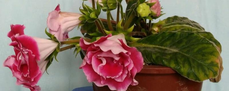 芙蓉花可以晒太阳吗，可以晒太阳但不能暴晒