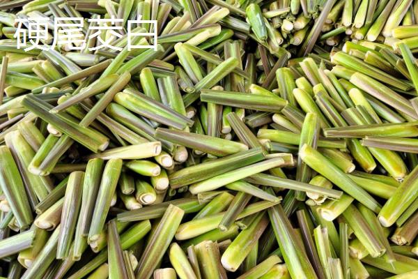 茭白是什么植物，属于多年生浅水草本植物