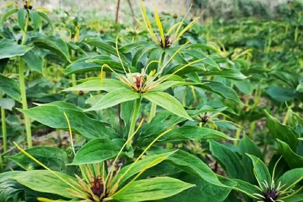 野生七叶一枝花有几种，只有一个品种但各地叫法不同