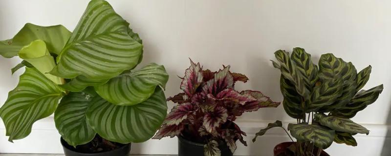 孔雀竹芋叶子焦边的原因,可能是光照过强或温度过高导致的