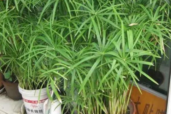 竹子是被子还是裸子植物，是被子植物